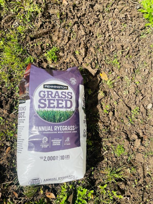 Shop Pennington Fall Overseeding - Annual Ryegrass 50lbs at Lowes.com
