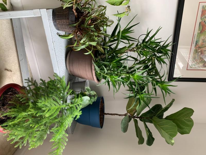 Plants indoors after epson salts