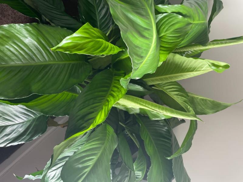 My peace Lilly Leona