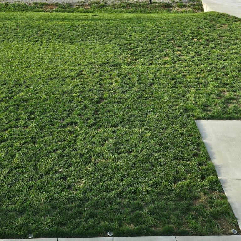 Pennington Fairway Supreme Perennial Ryegrass – RQRR