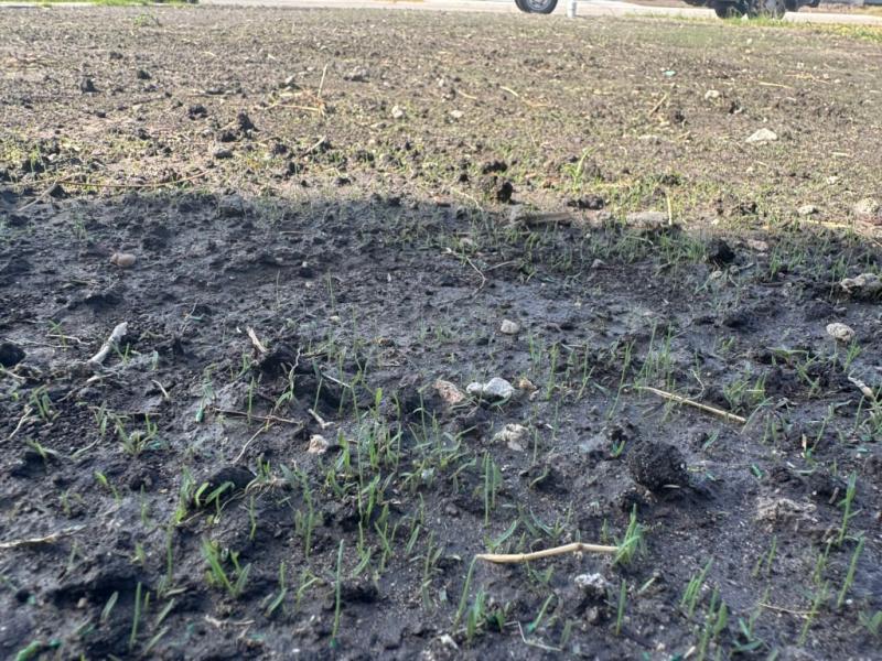 8 days after seeding