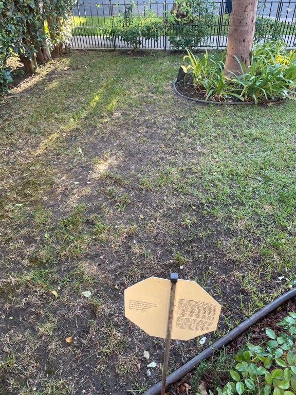 Before shot of my lawn