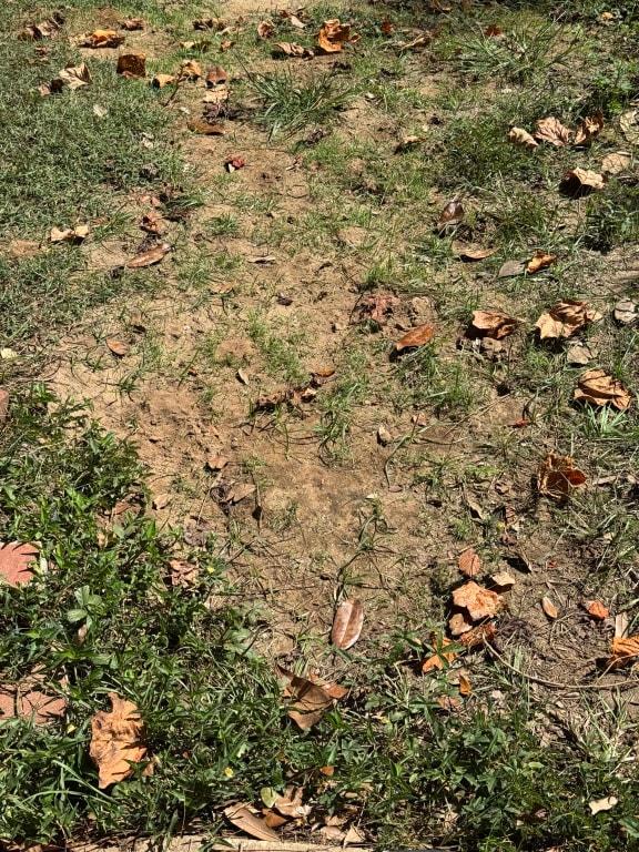 Several weeks after the grass seed was put down and the grass is growing so well!