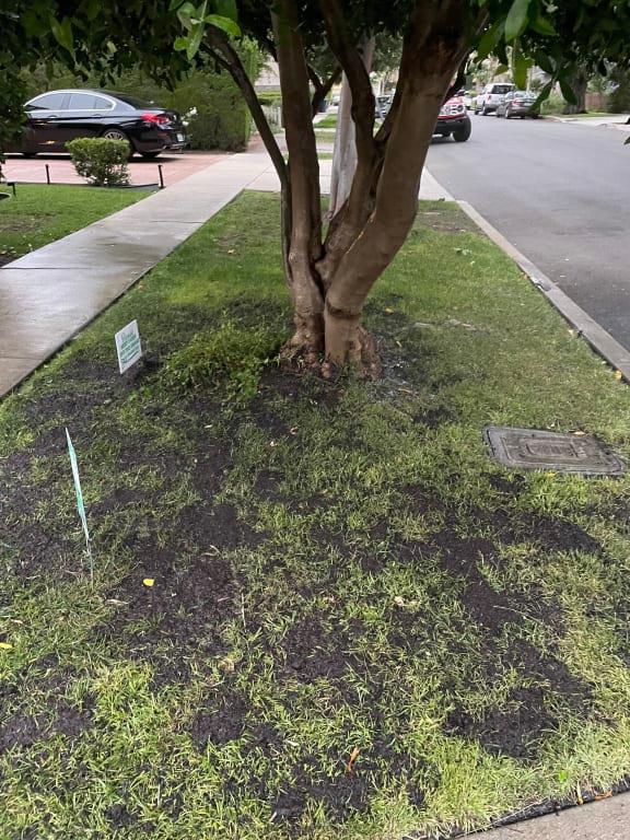 Before shot of lawn in front of sidewalk