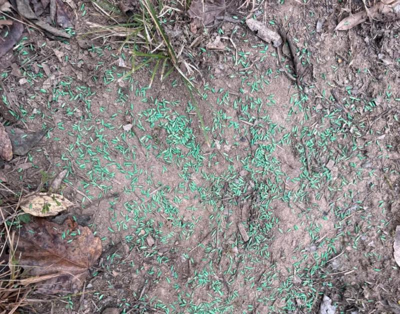 Bare area freshly seeded