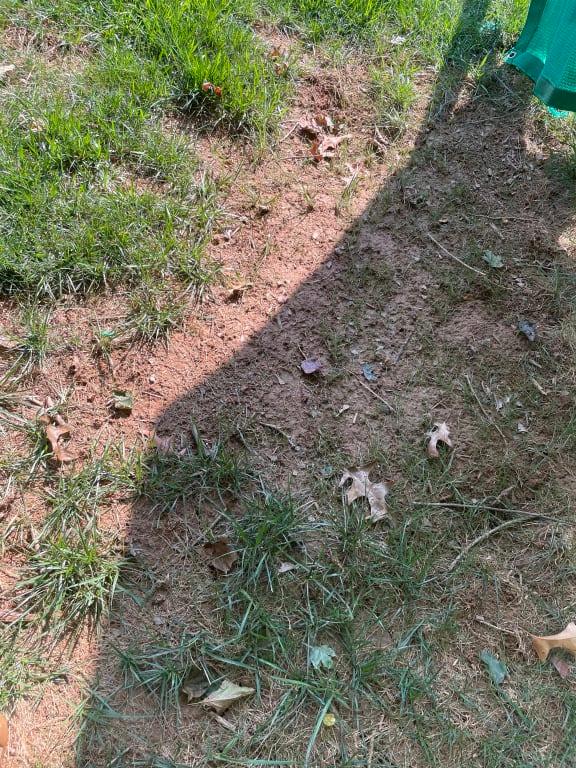 After - lots of small grass pops