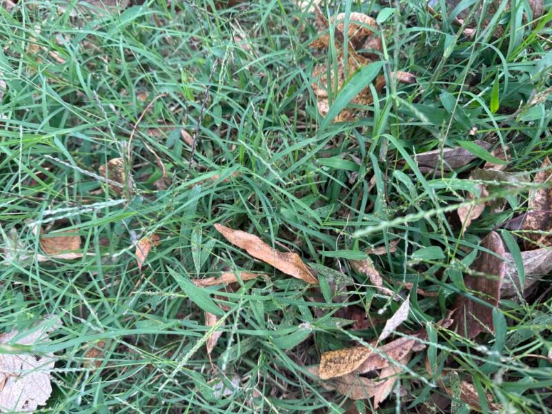 Grass is growing so quickly and it's soft