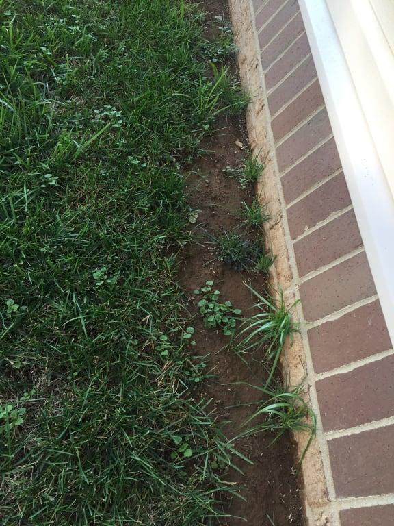 Sprouted after only few days