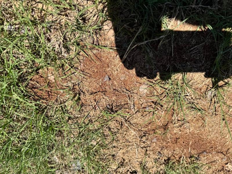 Still bare after 2 weeks