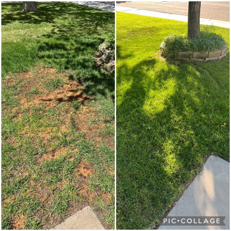 Front yard thinning