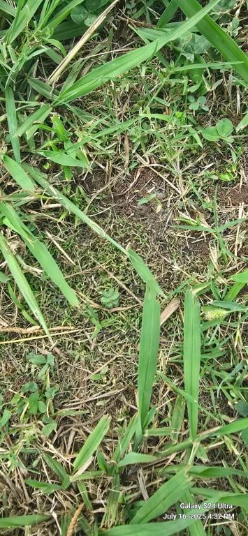 Filling in bare spots