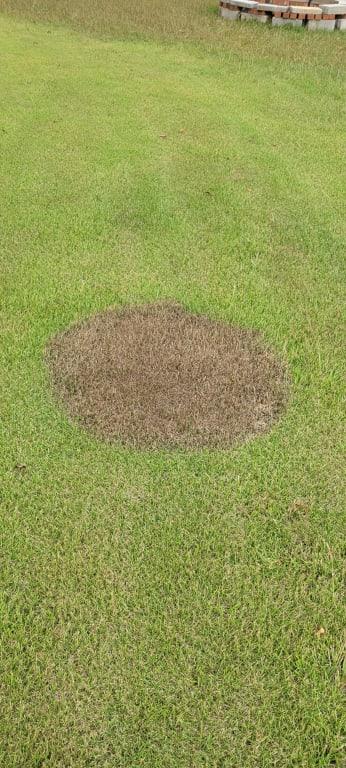 Burnt patch of grass