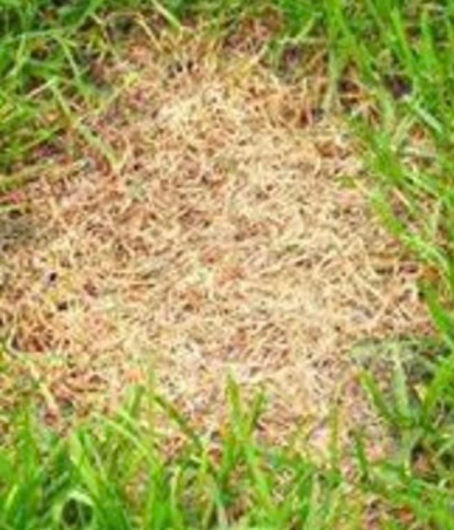 Pennington Smart Patch Bermudagrass Seed – 5lb Jug Covers 100 Sq Ft, Quick Lawn Fix