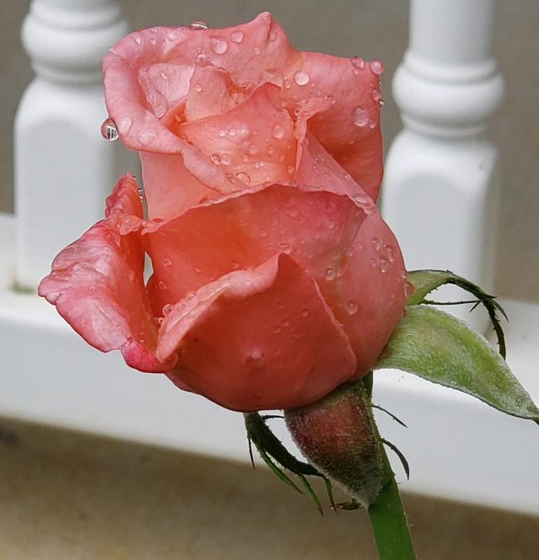 This photo captures the essence of the fragrance,  " Nude Rose" ,   Stunningly Sexy.