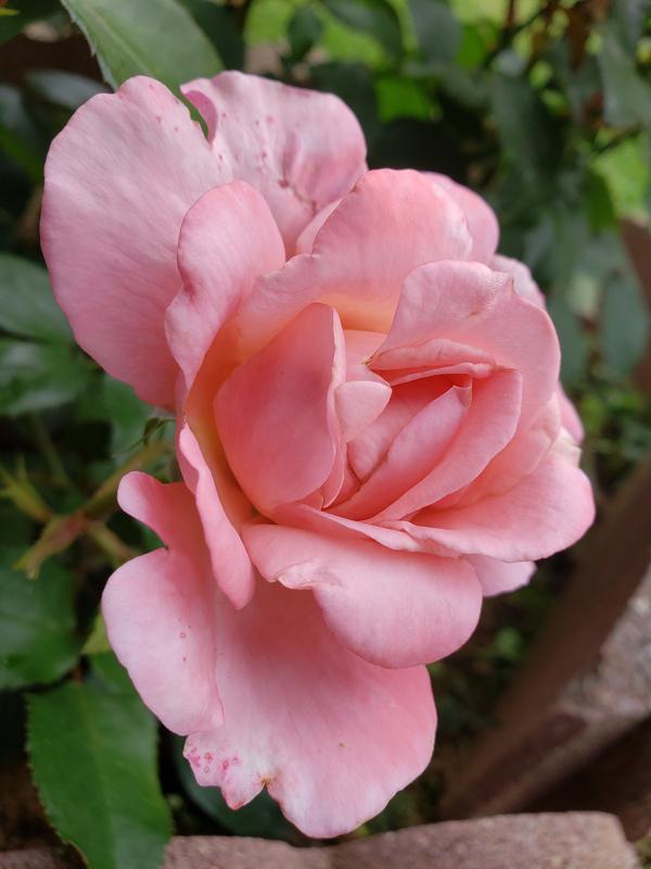 This rose is one I grow and has the same exact scent of  your , " Nude Rose"  fragrance ❤️