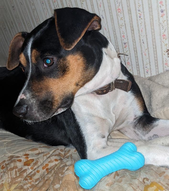 Playology® Puppy Sensory Bone Dog Toy - Beef