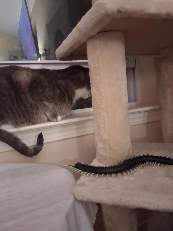 Watching darkness outside instead of toy.