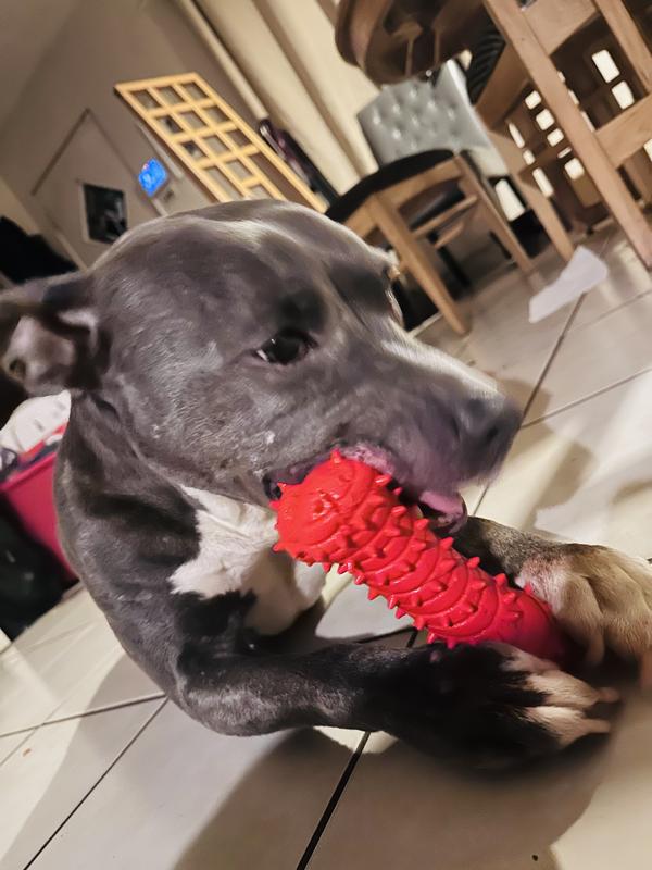Pitbull teething toys sale
