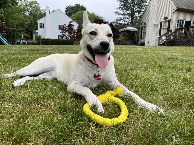 Playology® Dri-Tech Rope Scented Dog Toy - Beef