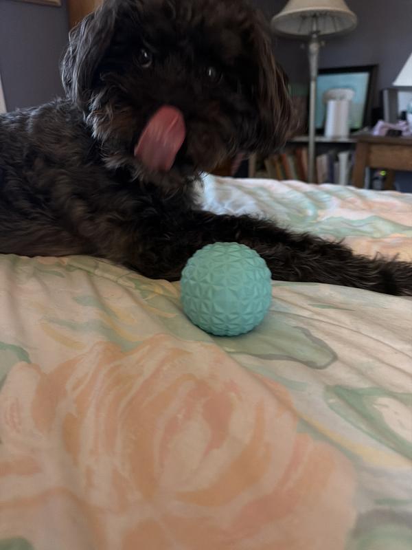 Grissy with his favorite toy