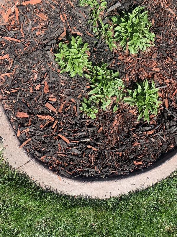 Mixing Black And Red Mulch For Landscaping