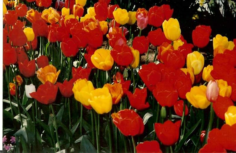 My tulips