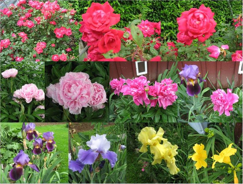 Various flowers in my yard ..........