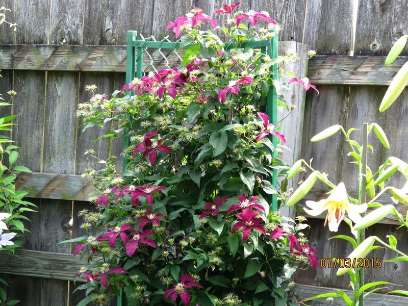 Huge, beautiful blooms!