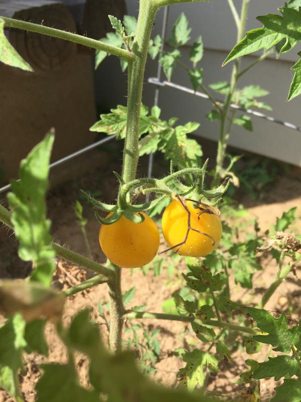 Yellow Pear grown in Central Texas