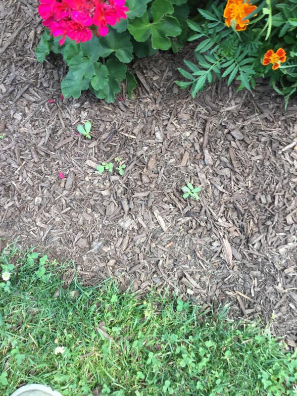 Preen Mulch With Extended Control Weed Preventer Preen