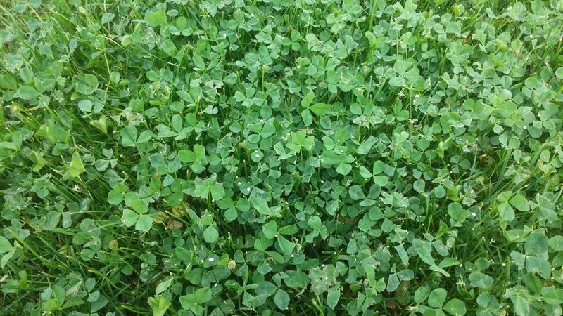 Clover with preen granules