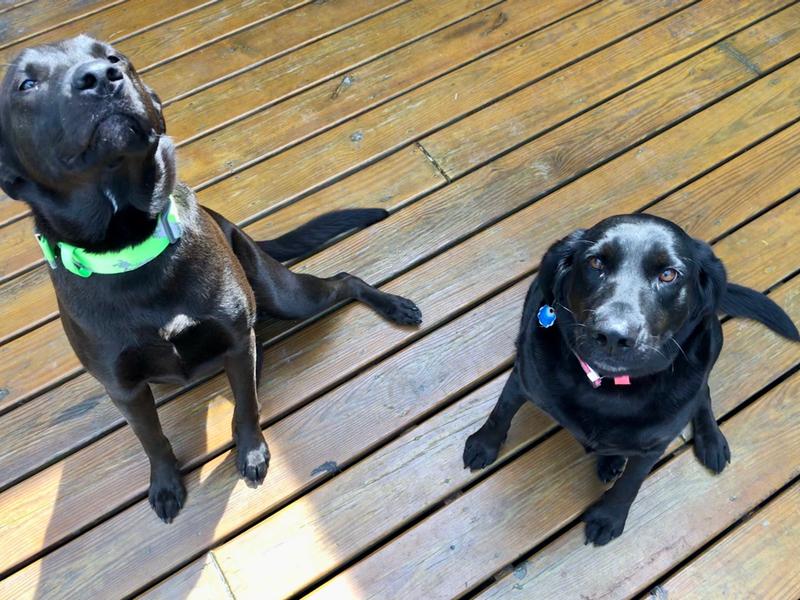 My two trouble makers