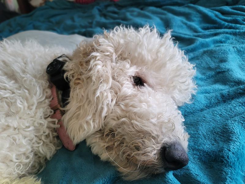 This is a standard poodle in full coat