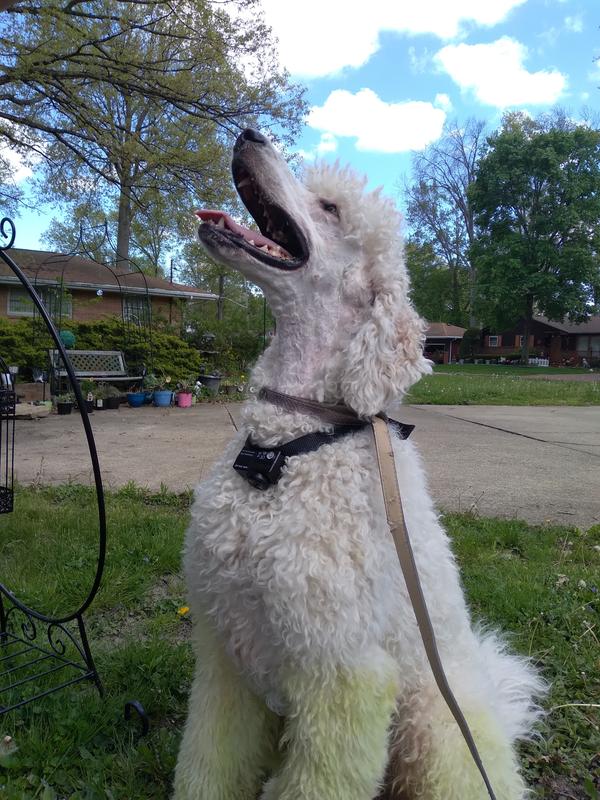 Same dog right after we shaved his face and his neck. The collar is loose just to show the neck line. It work and fit perfect after we shaved him