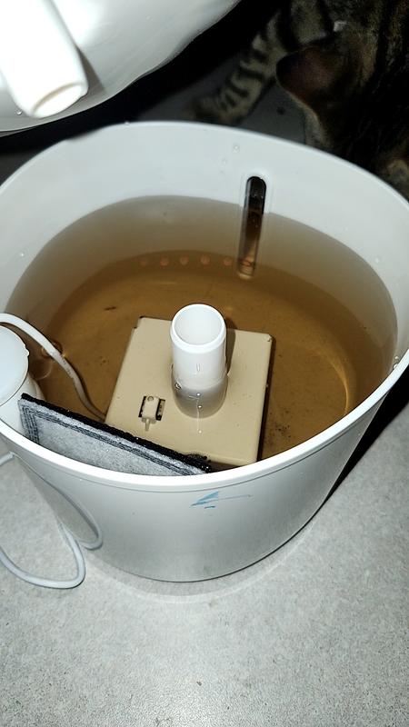 Dirty water about 4 hours after set up