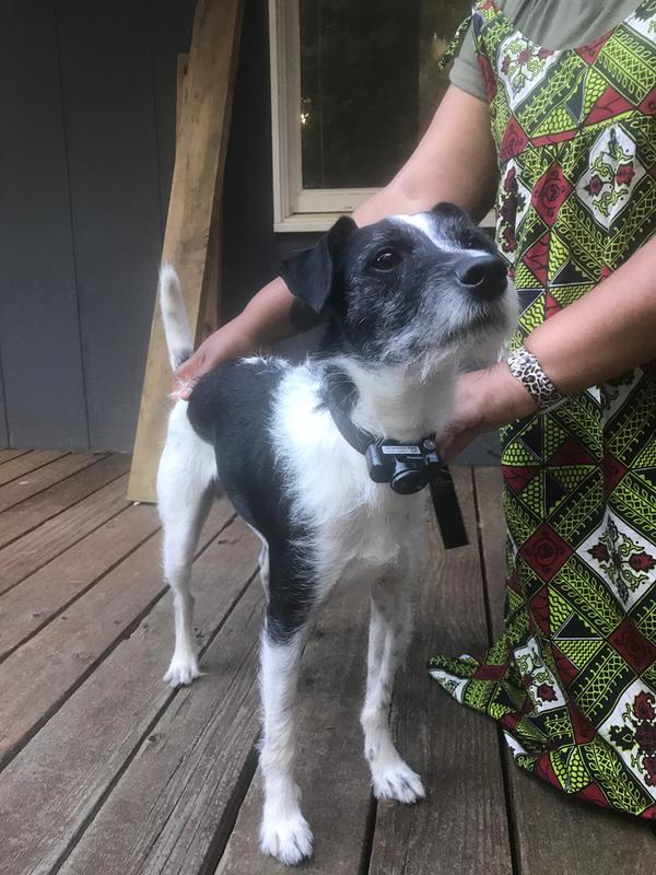 Listening to instructions in training class. #GoodPup