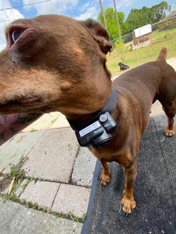Fits all size dogs