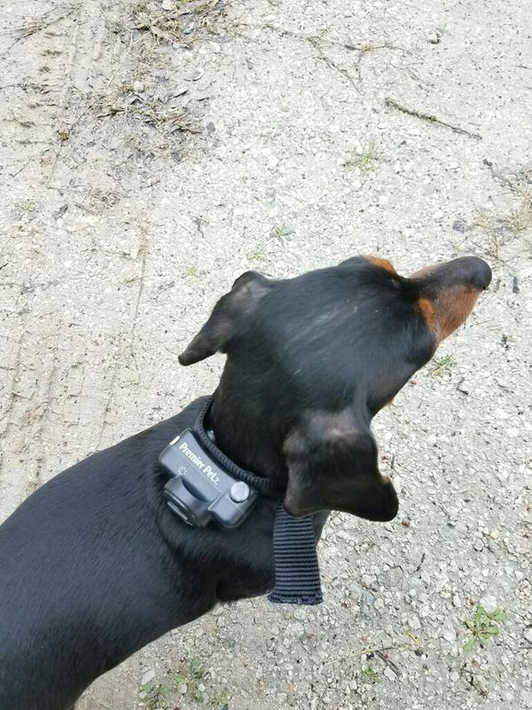 Gracie with her new collar