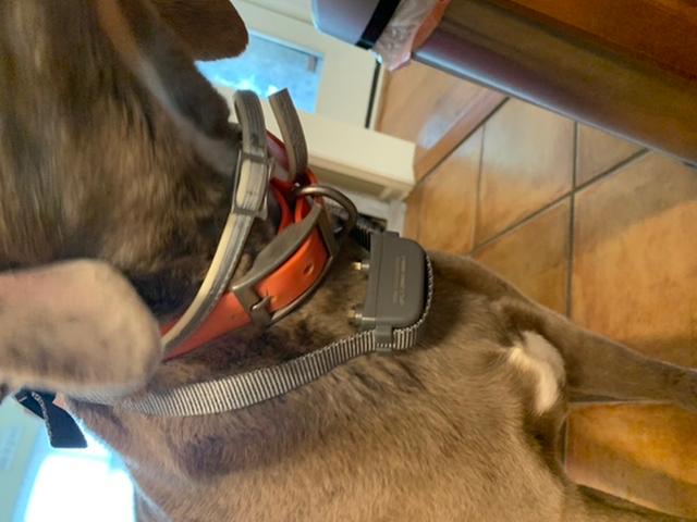 Bark collar