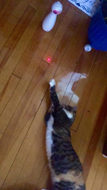 bolt laser cat toy not moving