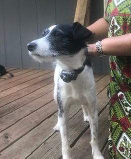 Puppy getting new collar!