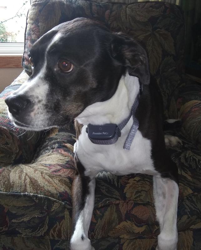 Sporting the collar