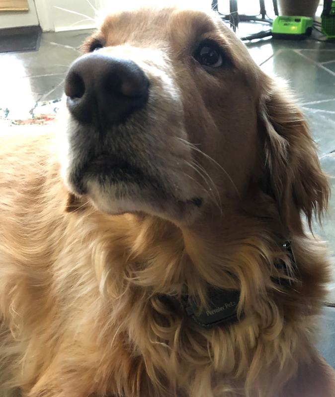 Gryff loves his collar!