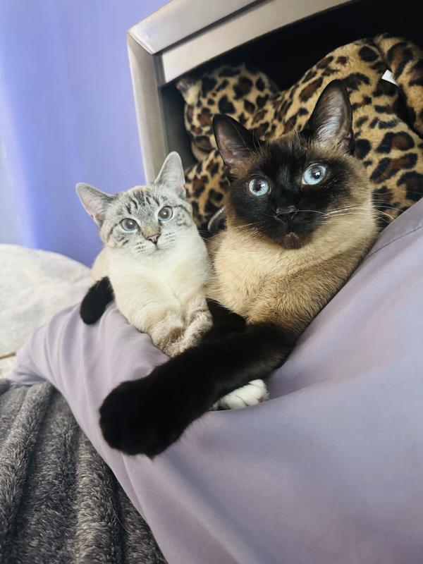 Raw cat food reddit sales