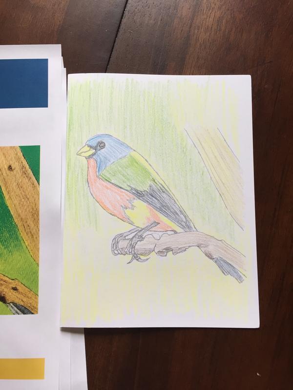 Technique Bird Drawing Art Set, Digital Lessons, Level 2