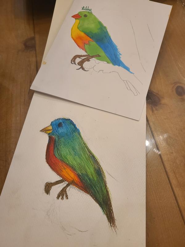 Animal Level 2: Bird Drawing Art Set - Prismacolor Technique™