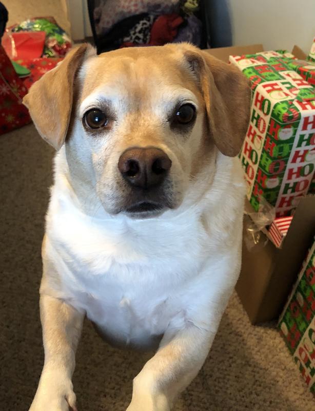 Lab Beagle Chihuahua Mix