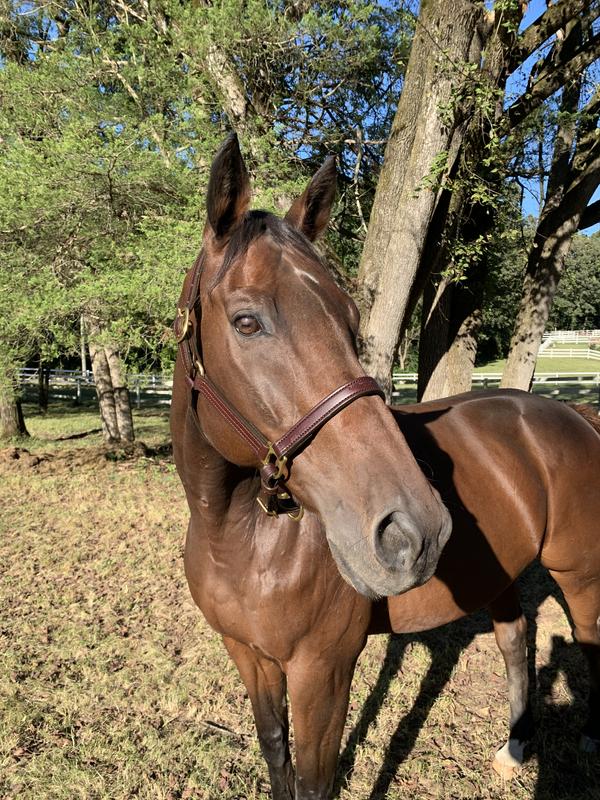 Shiny coats on retirees