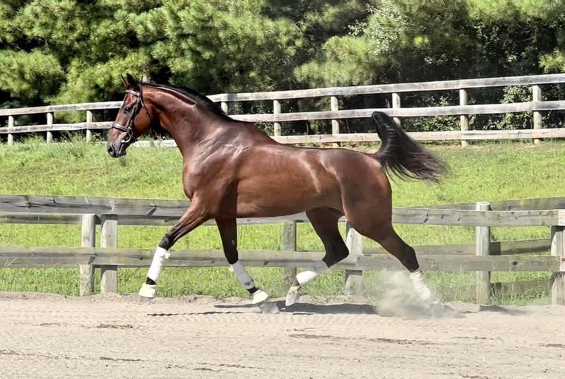 This is right before we picked him up in August 2022.