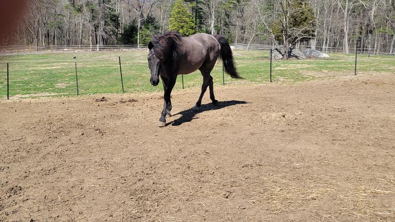 My old man gaining the weight he lost over winter